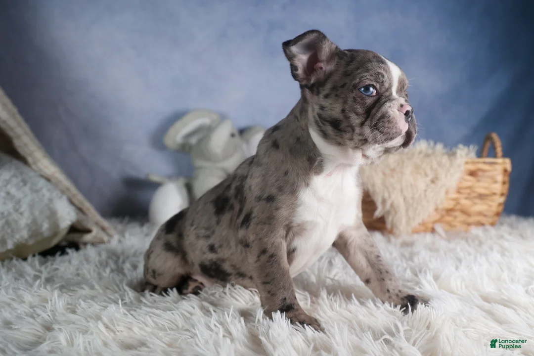 Frenchton dogs for sale: ISABELLA - Ad 10