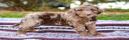 Aussiedoodle dogs for sale: Ryder Standard - Ad 6