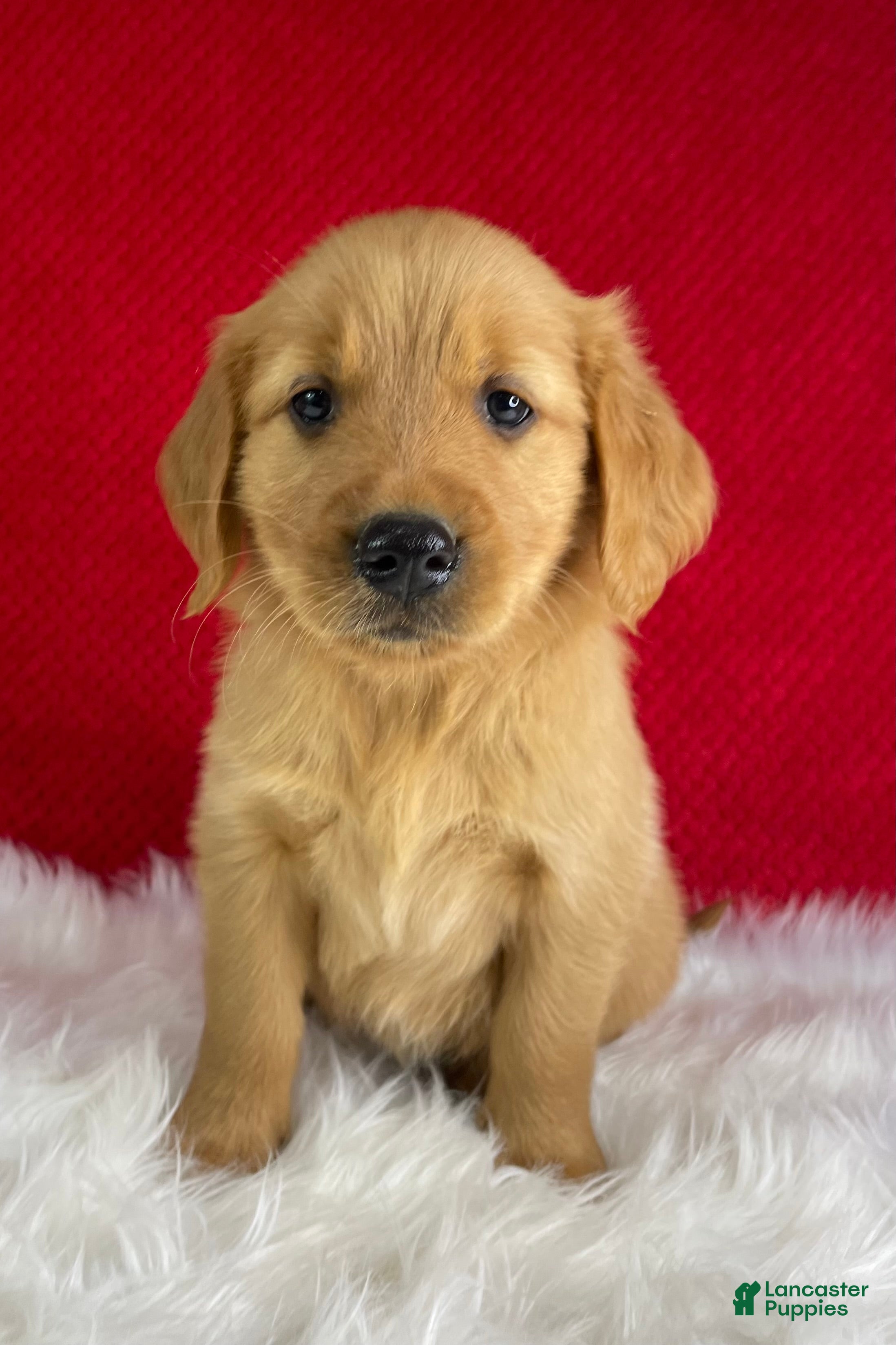 Golden Retriever dogs Maggie - Ad 1
