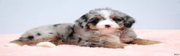 Mini Bernedoodle dogs for sale: Fern  - Ad 9
