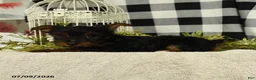 Yorkshire Terrier dogs for sale: Abby - Ad 4