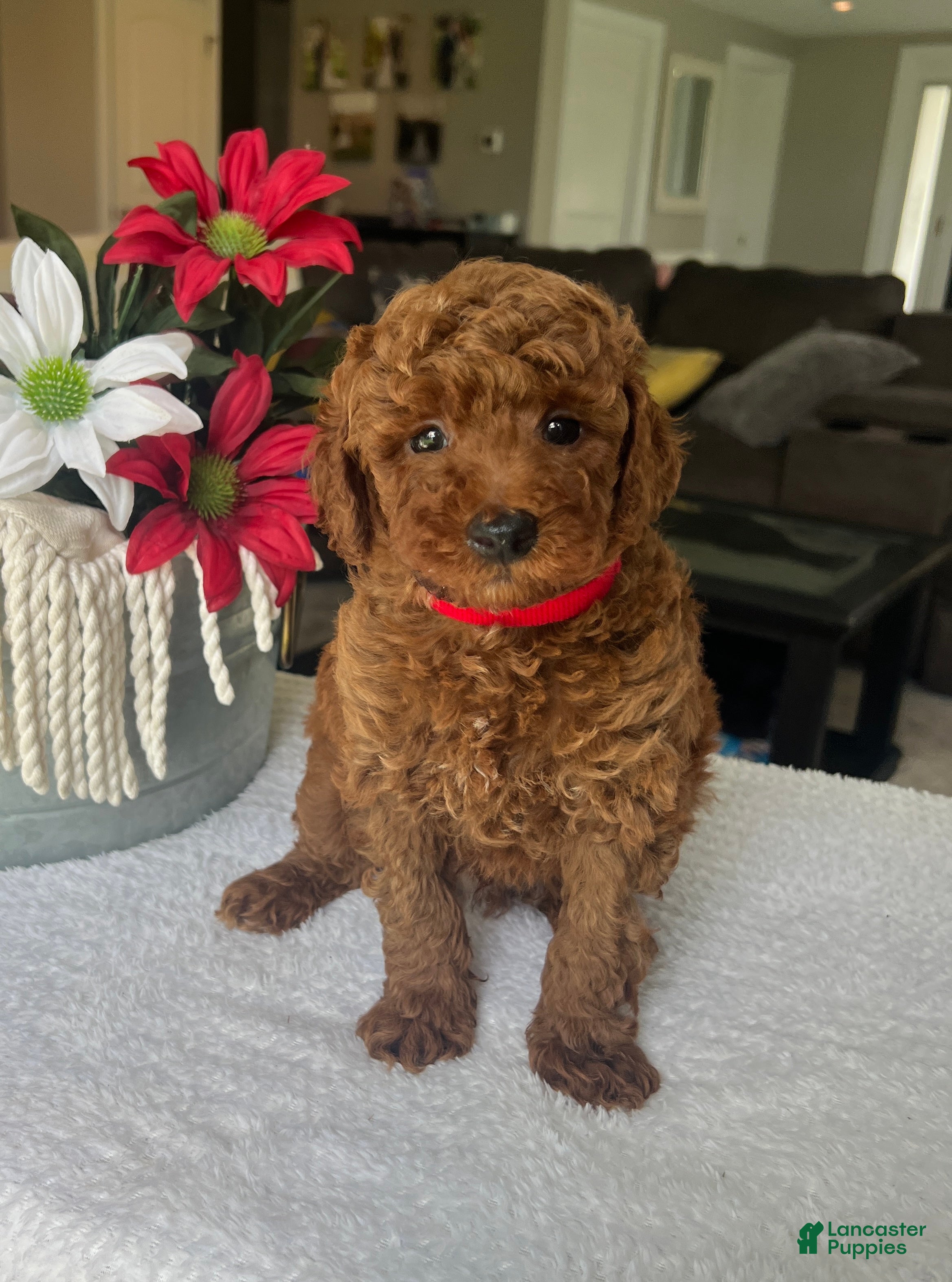 Mini Goldendoodle dogs Reece - Ad 1