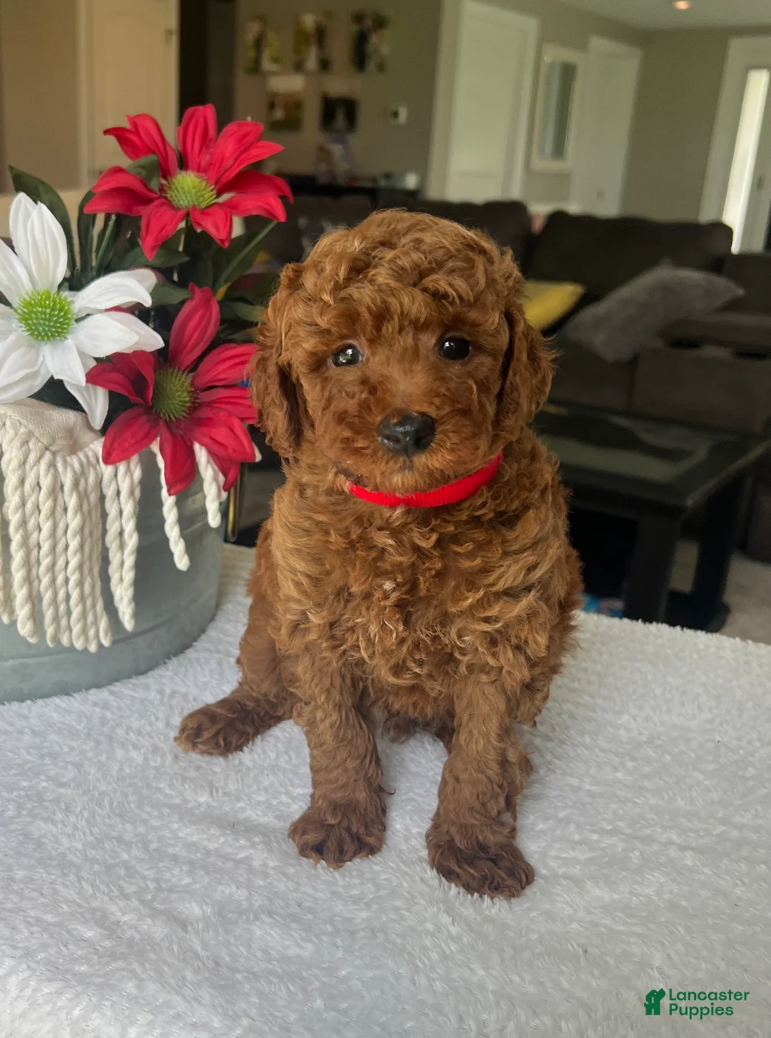 Mini Goldendoodle dogs for sale: Reece - Ad 1