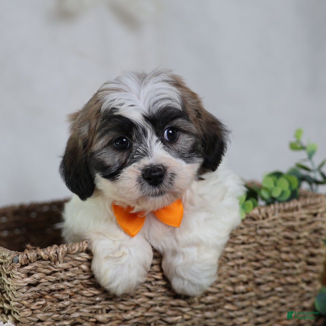 Teddy Bear dogs for sale: Fred - Ad 1