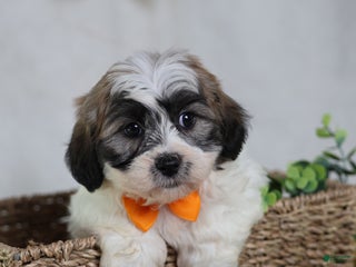 Teddy Bear dogs Fred - Ad 6