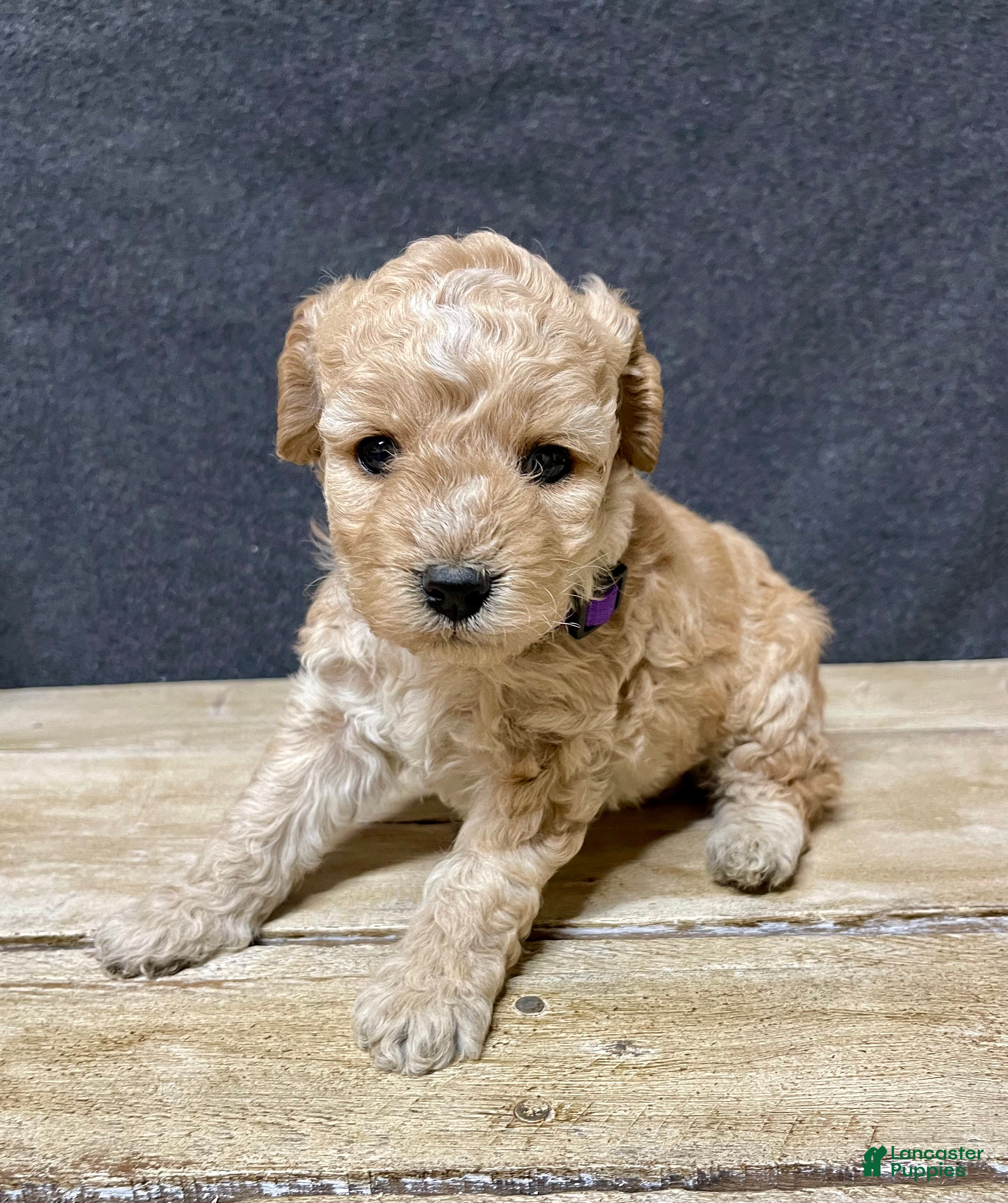 Cockapoo dogs Lavender  - Ad 2