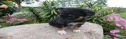 German Shepherd dogs for sale: German Shepherd Wesley 5 - Ad 2