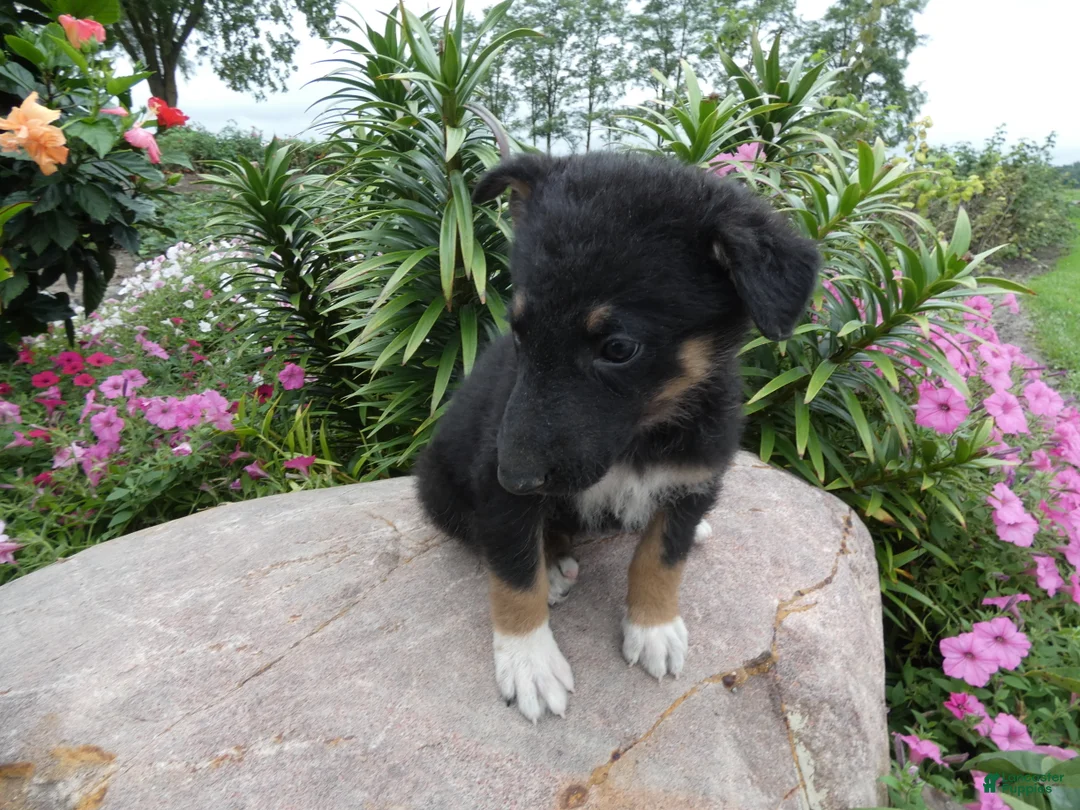 German Shepherd dogs for sale: German Shepherd Wesley 5 - Ad 2