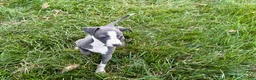 Italian Greyhound dogs for sale: Fiona - Ad 8