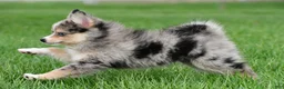 Pomsky dogs for sale: boe - Ad 6