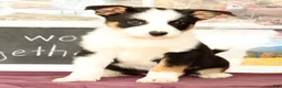 Mixed Breed dogs for sale: Tulip - Ad 3