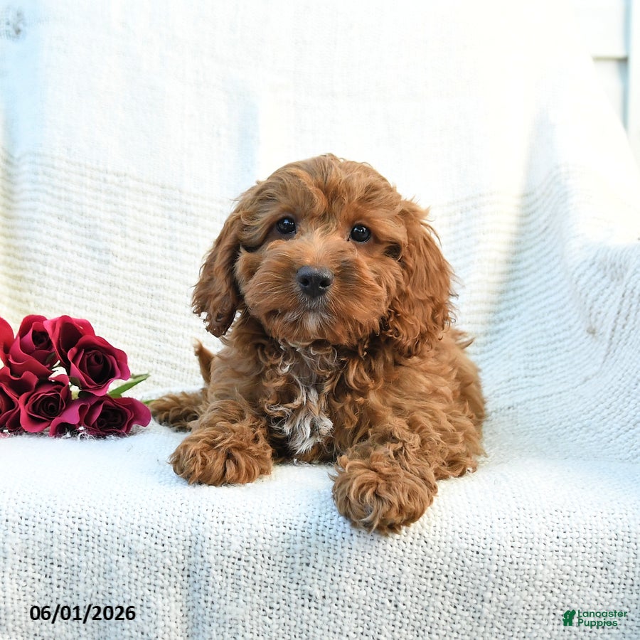 Cockapoo dogs Joey - Ad 1