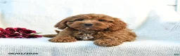 Cockapoo dogs for sale: Joey - Ad 1