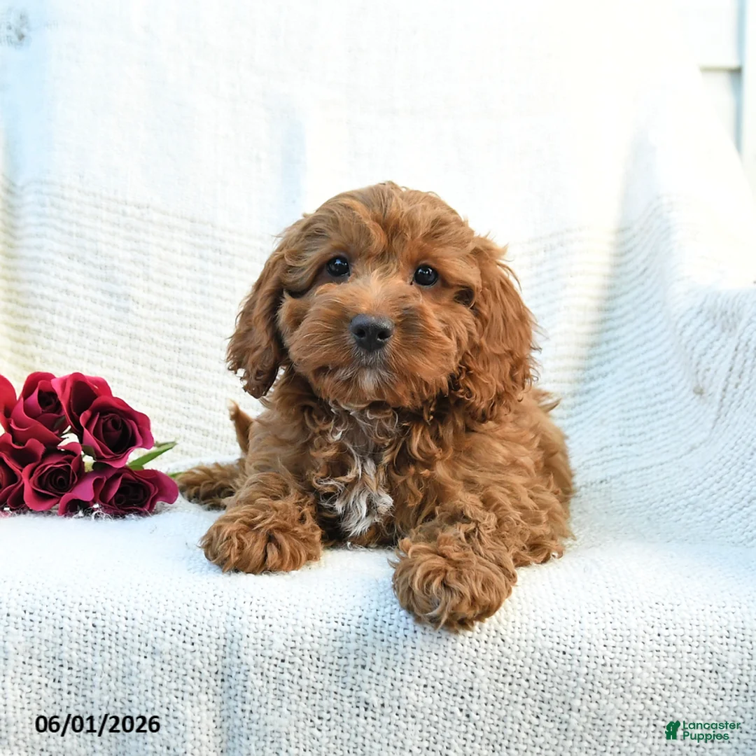 Cockapoo dogs for sale: Joey - Ad 1
