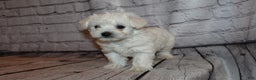 Morkie dogs for sale: Jack frost - Ad 4