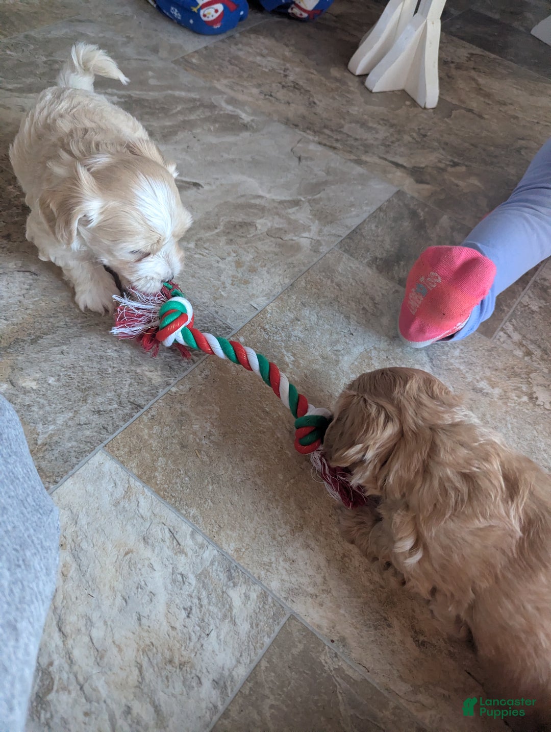 Mixed Breed dogs for sale: Rocket - Ad 9