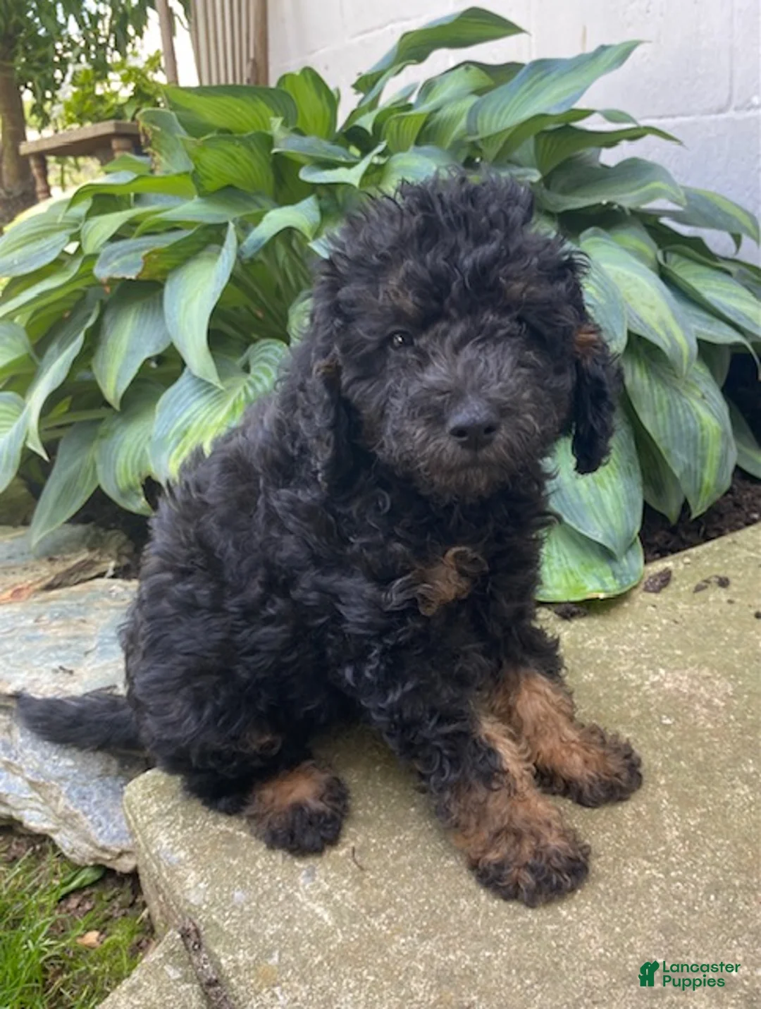 Labradoodle dogs for sale: Tyson- miniature - Ad 1