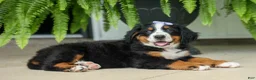 Bernese Mountain Dog dogs for sale: SOPHIE - Ad 20