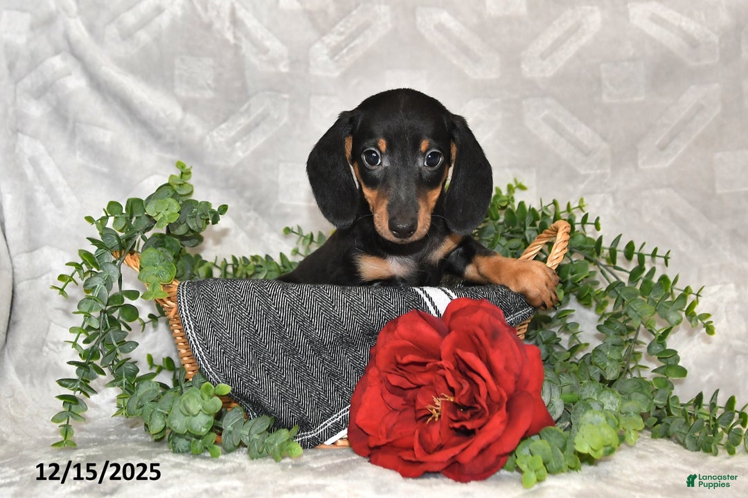Dachshund dogs for sale: Denver - Ad 4