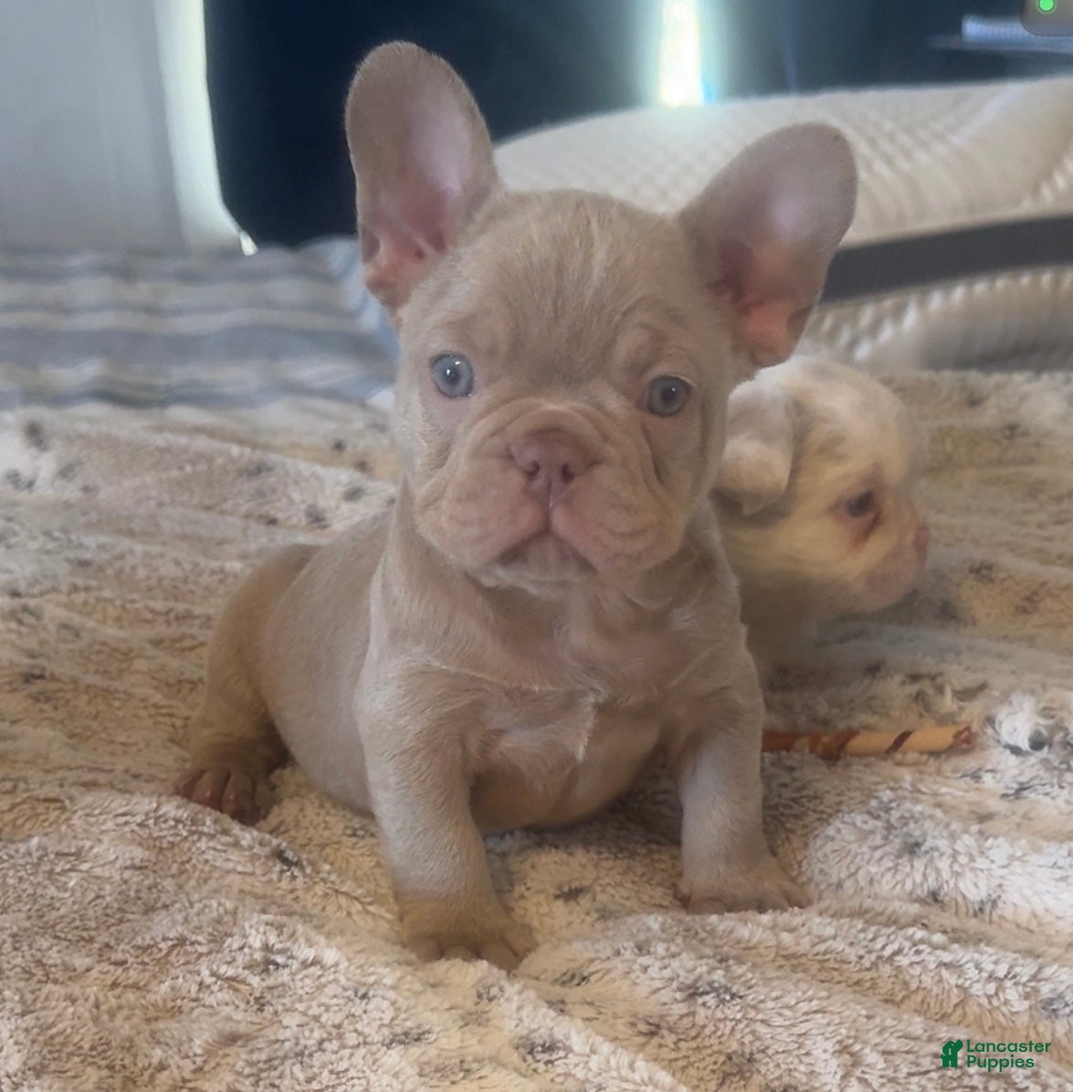 French Bulldog dogs French Bulldog Puppy 3 - Ad 13
