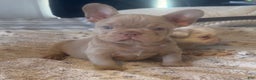 French Bulldog dogs for sale: French Bulldog Puppy 3 - Ad 1