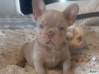 French Bulldog dogs French Bulldog Puppy 3 - Ad 19