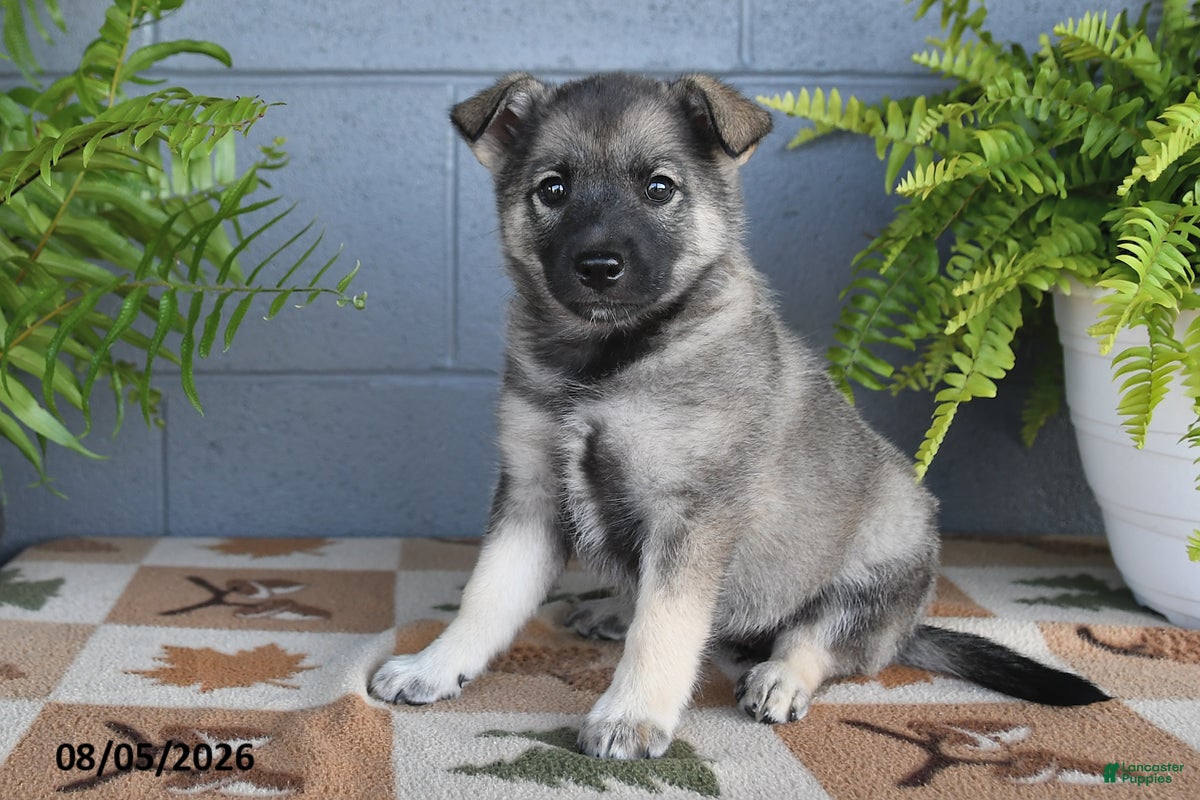 Mixed Breed dogs Harmony - Ad 1