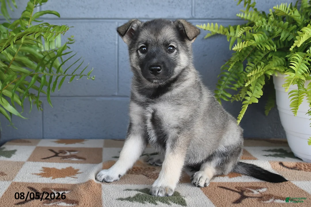 Mixed Breed dogs for sale: Harmony - Ad 1