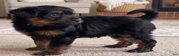 Yorkshire Terrier dogs for sale: Angel - Ad 5