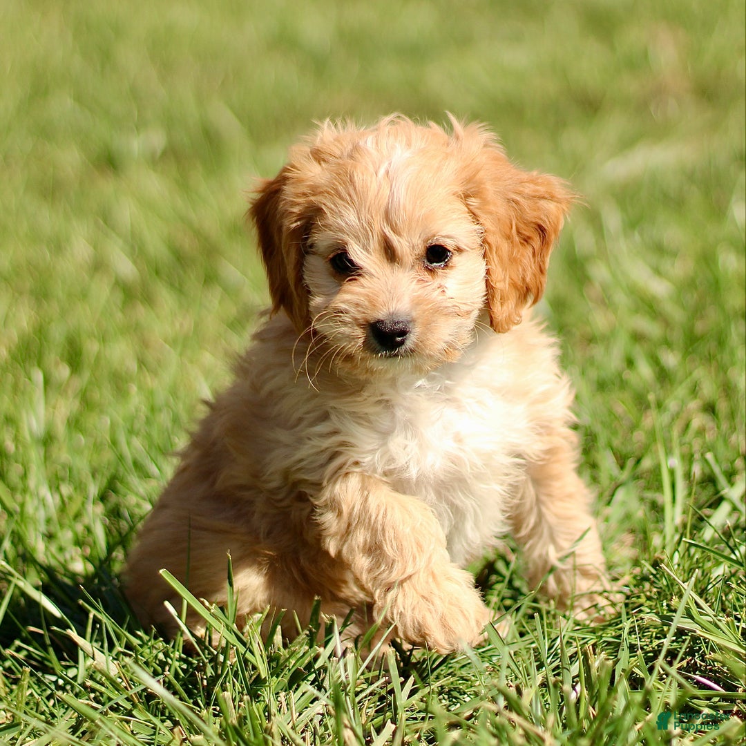 Cavapoo dogs for sale: Kenny - Ad 4