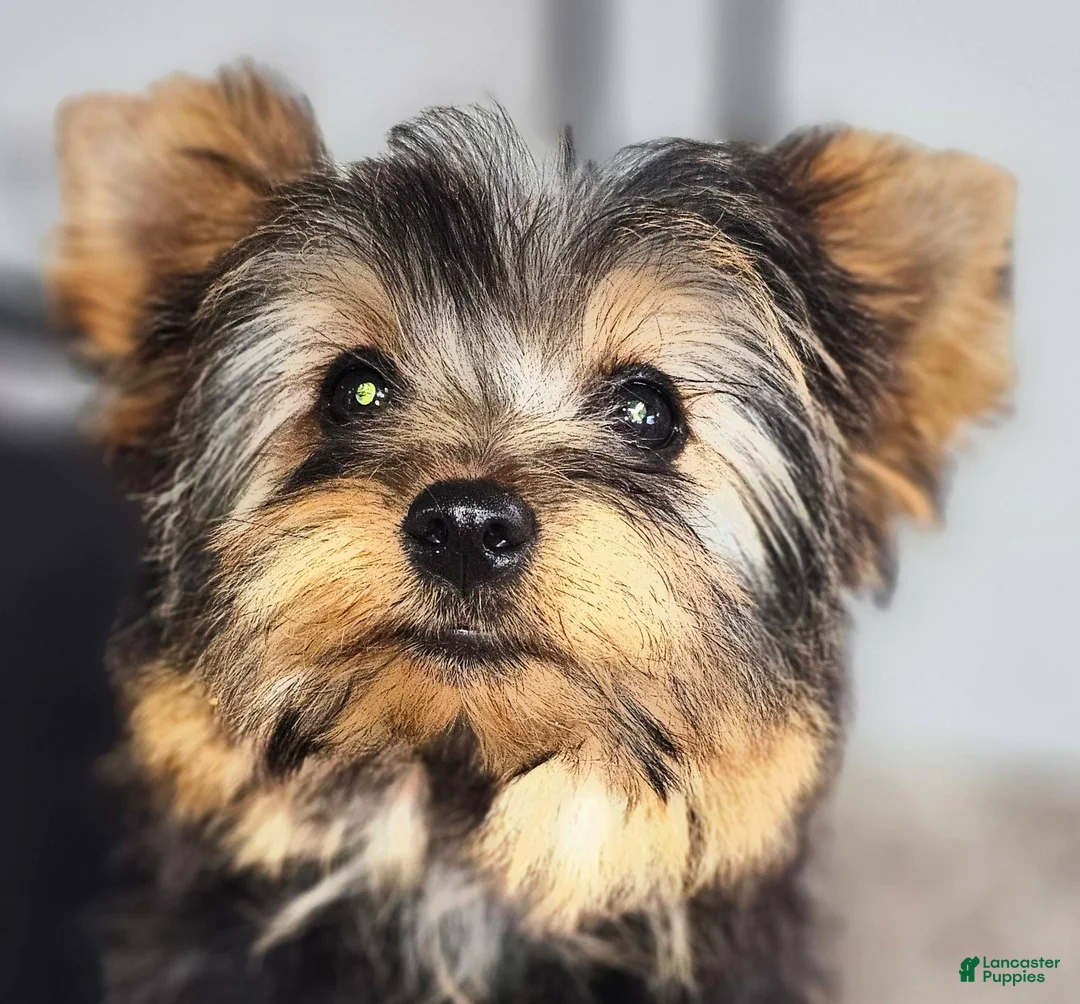 Yorkshire Terrier dogs for sale: Yorkshire Terrier Puppy 1 - Ad 5