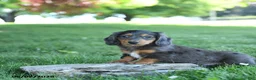 Miniature Dachshund dogs for sale: Twix - Ad 3