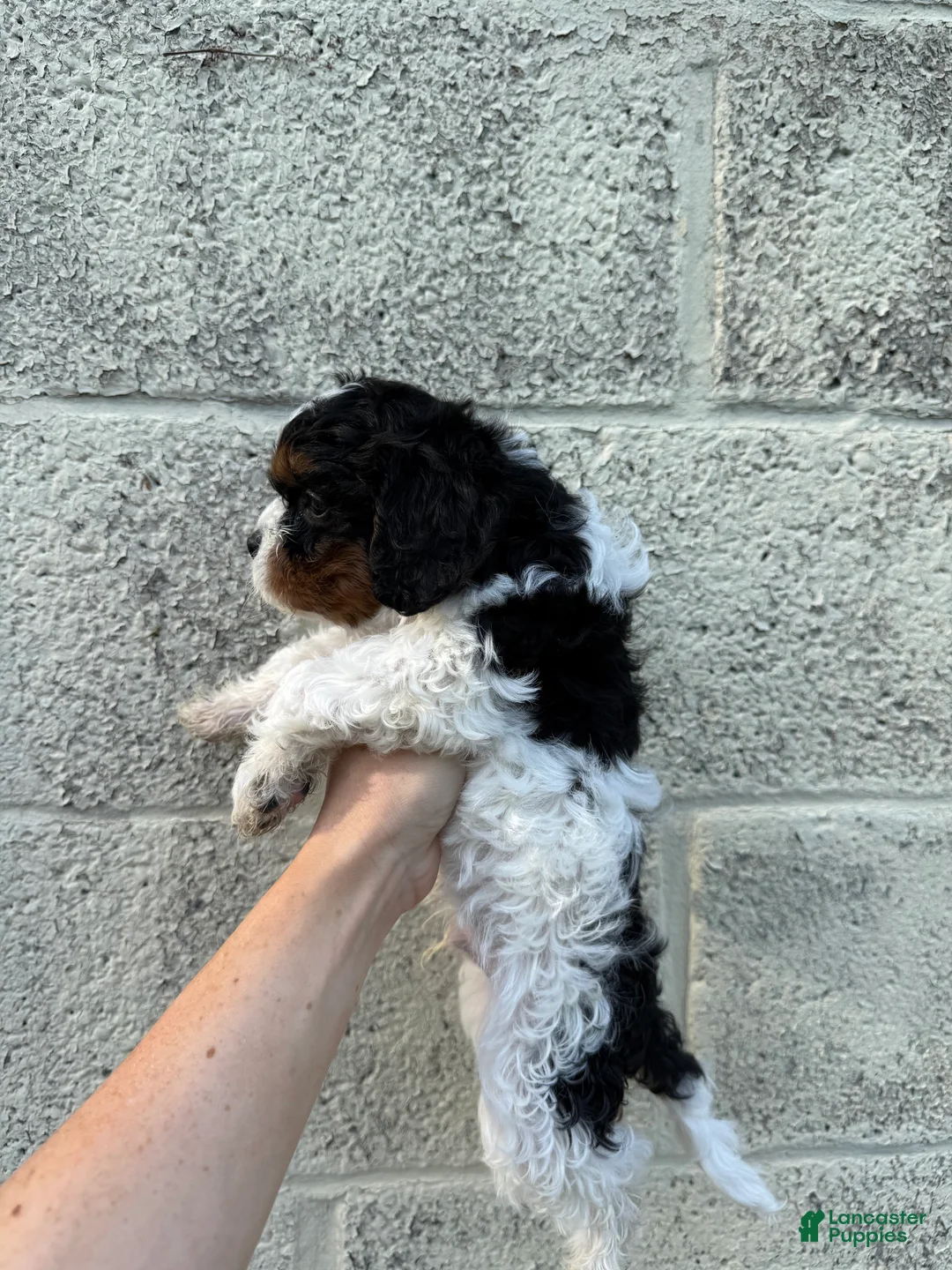 Cavapoo dogs for sale: Cavapoo Puppy 3 - Ad 7