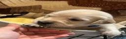 Golden Retriever dogs for sale: Red collar- Hercules  - Ad 8