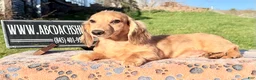 Miniature Dachshund dogs for sale: Cream dapple - Ad 2