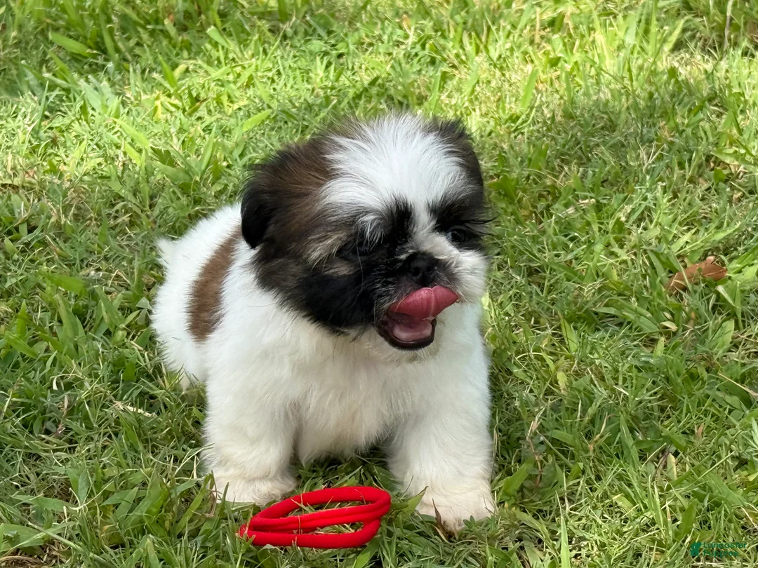 Shih Tzu dogs for sale: Mimi  - Ad 2
