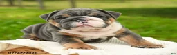 English Bulldog dogs for sale: Mr Blue - Ad 4