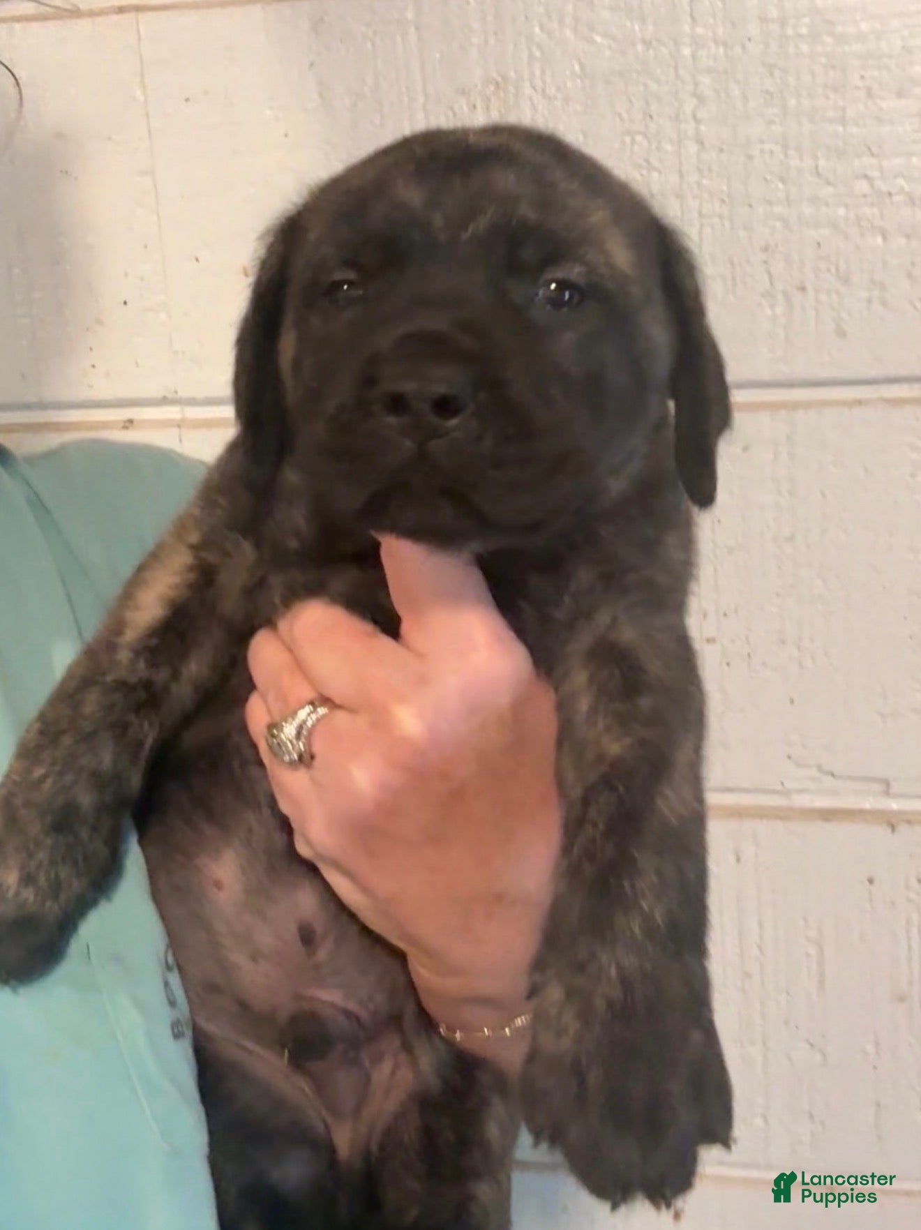 English Mastiff dogs English Mastiff Puppy 8 - Ad 1