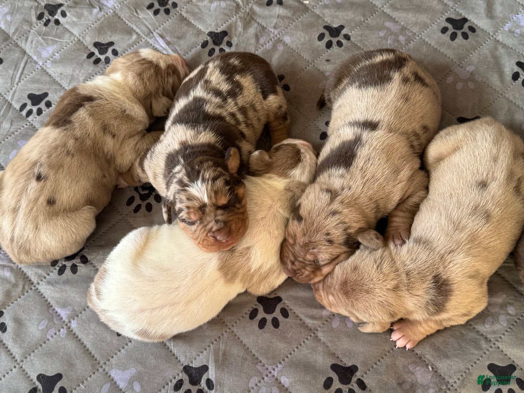 Catahoula Leopard Dog dogs for sale: Catahoula Leopard Dog Puppy 2 - Ad 7