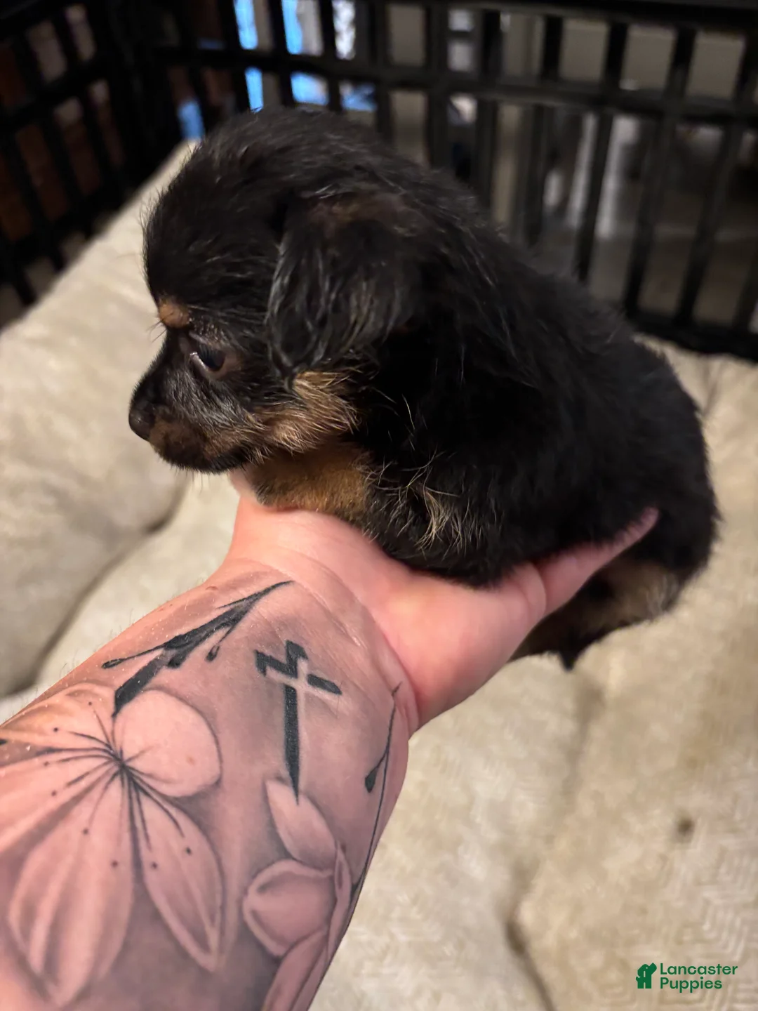 Chorkie dogs for sale: Chorkie Puppy 2 - Ad 1