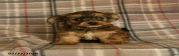 Morkie dogs for sale: Zelda - Ad 2