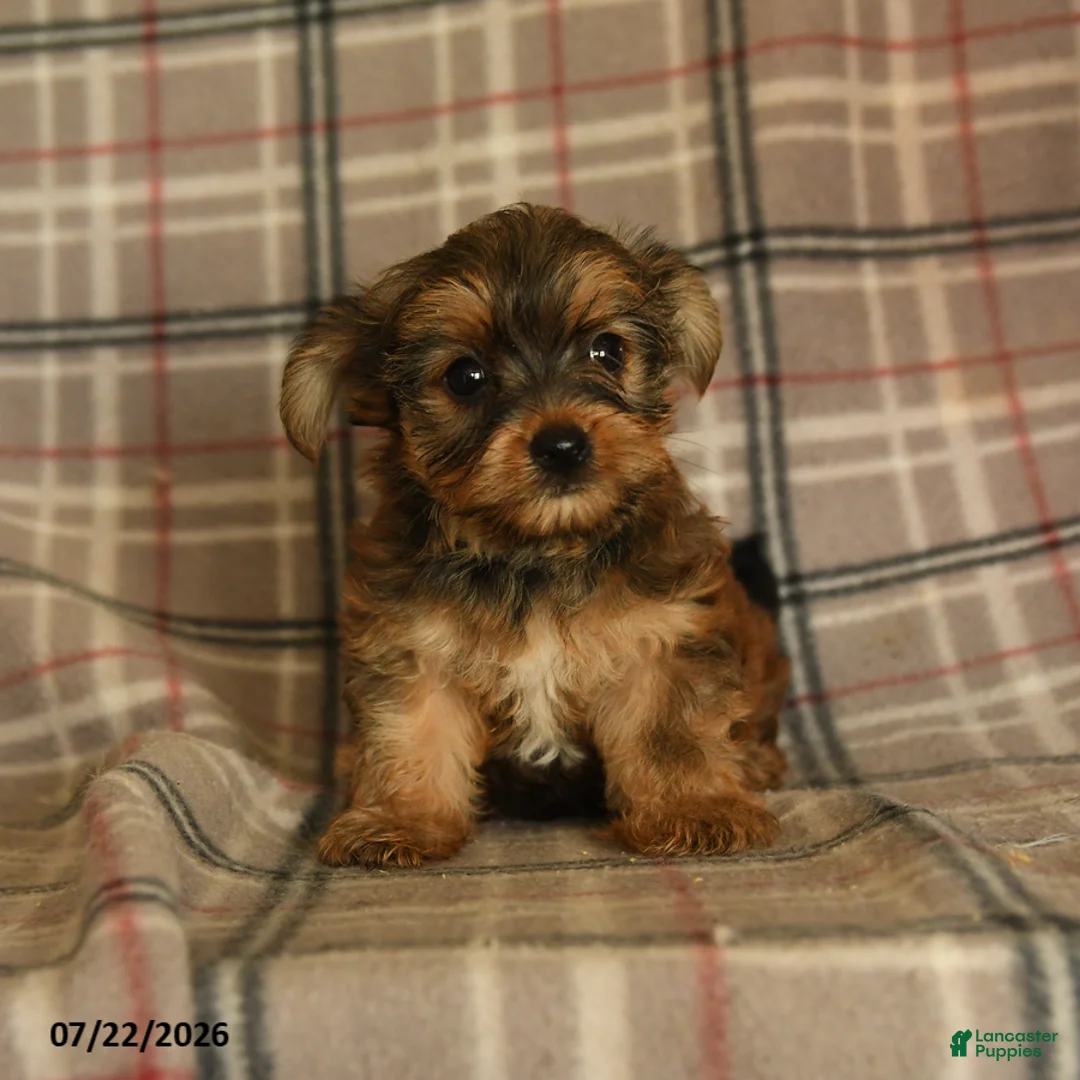 Morkie dogs for sale: Zelda - Ad 2