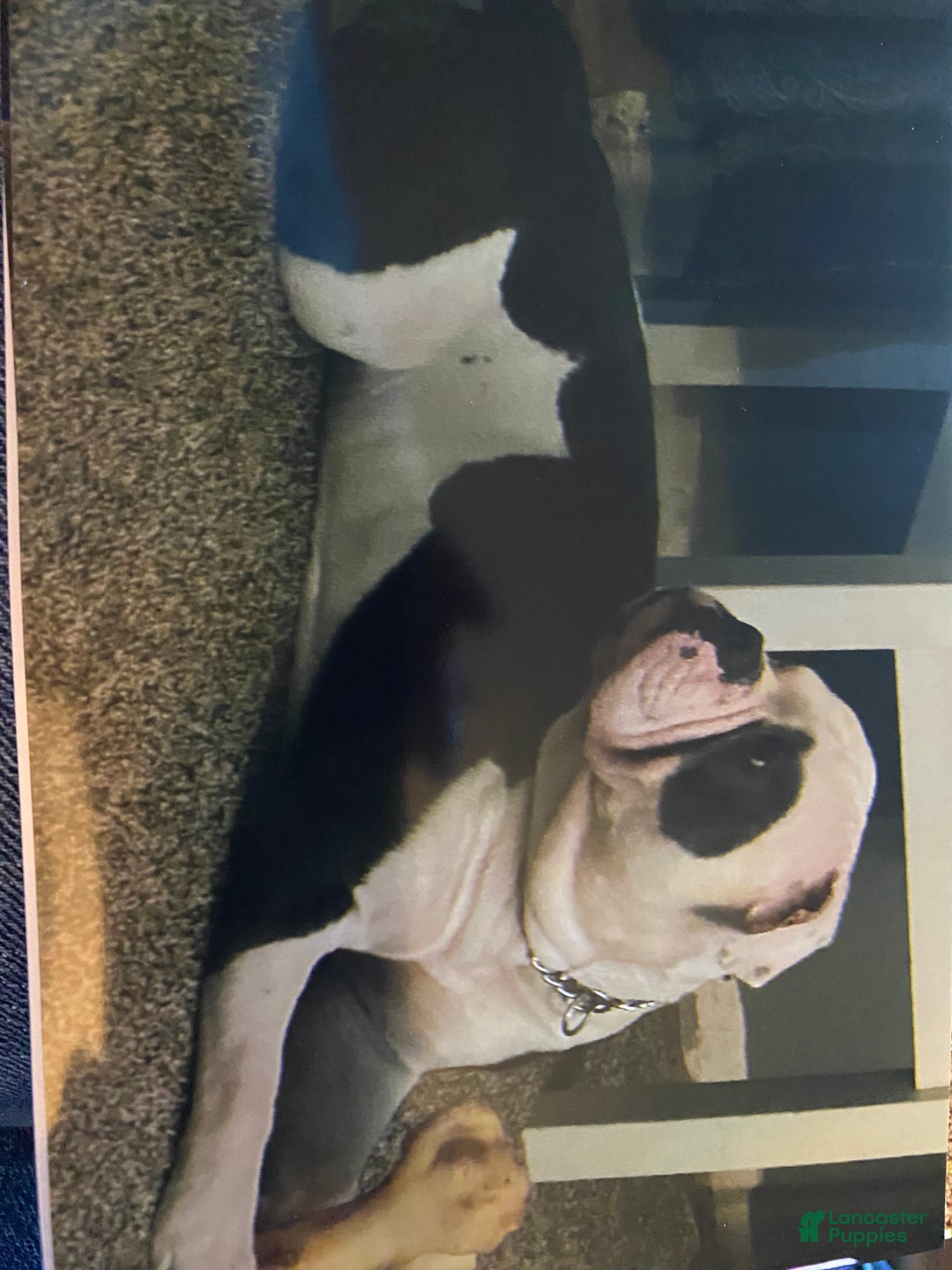 Olde English Bulldogge dogs for stud: Stud Service AVAILABLE  - Ad 3