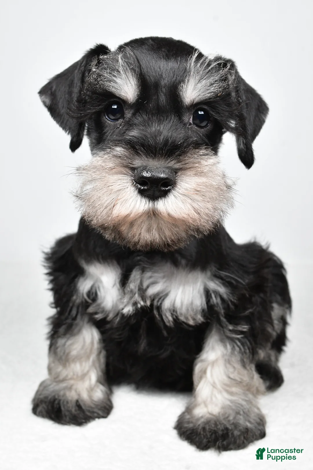 Miniature Schnauzer dogs for sale: Jasper - Ad 2