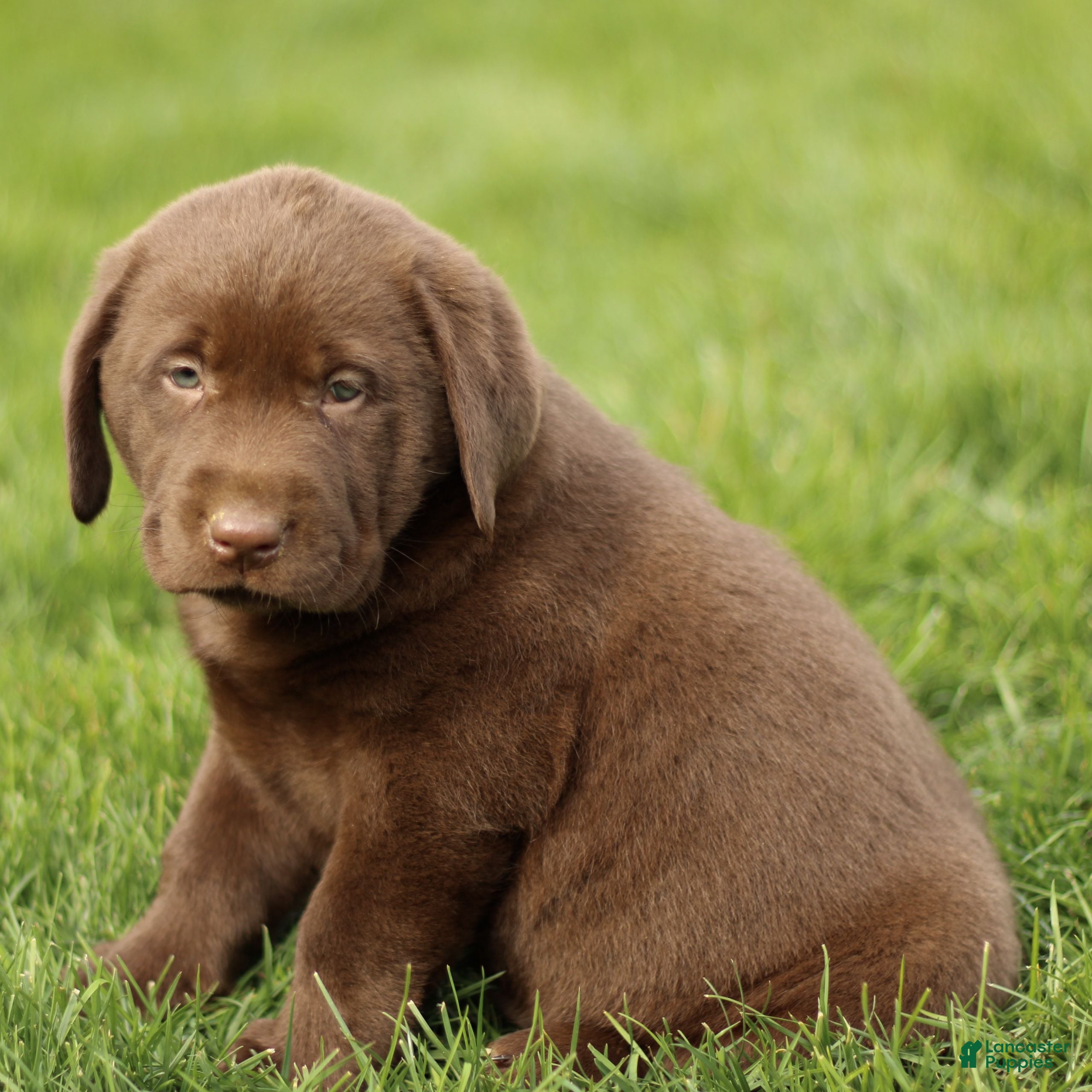Labrador Retriever dogs Houston  - Ad 2