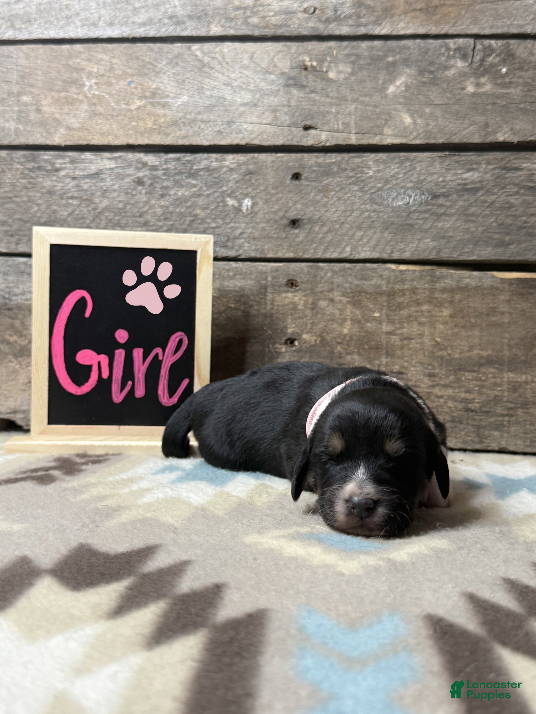 Mixed Breed dogs Mixed Breed Puppy 6 - Ad 2