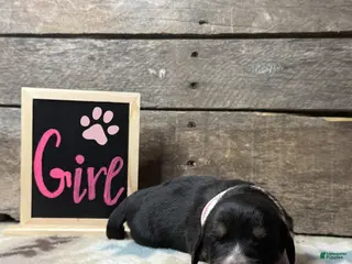 Mixed Breed dogs Mixed Breed Puppy 6 - Ad 19