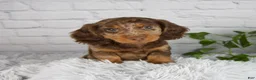 Miniature Dachshund dogs for sale: Colten - Ad 1