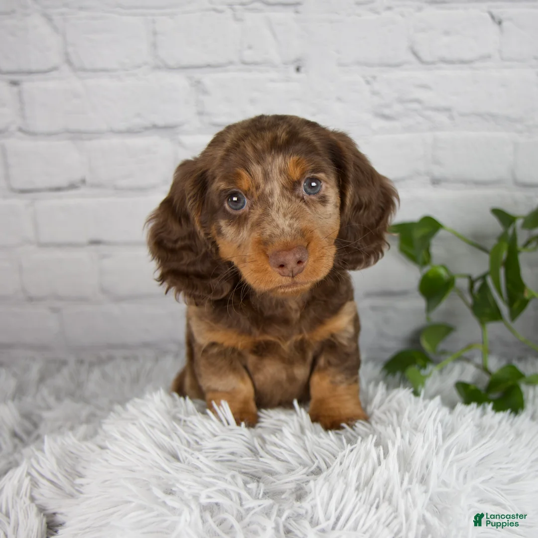 Miniature Dachshund dogs for sale: Colten - Ad 1