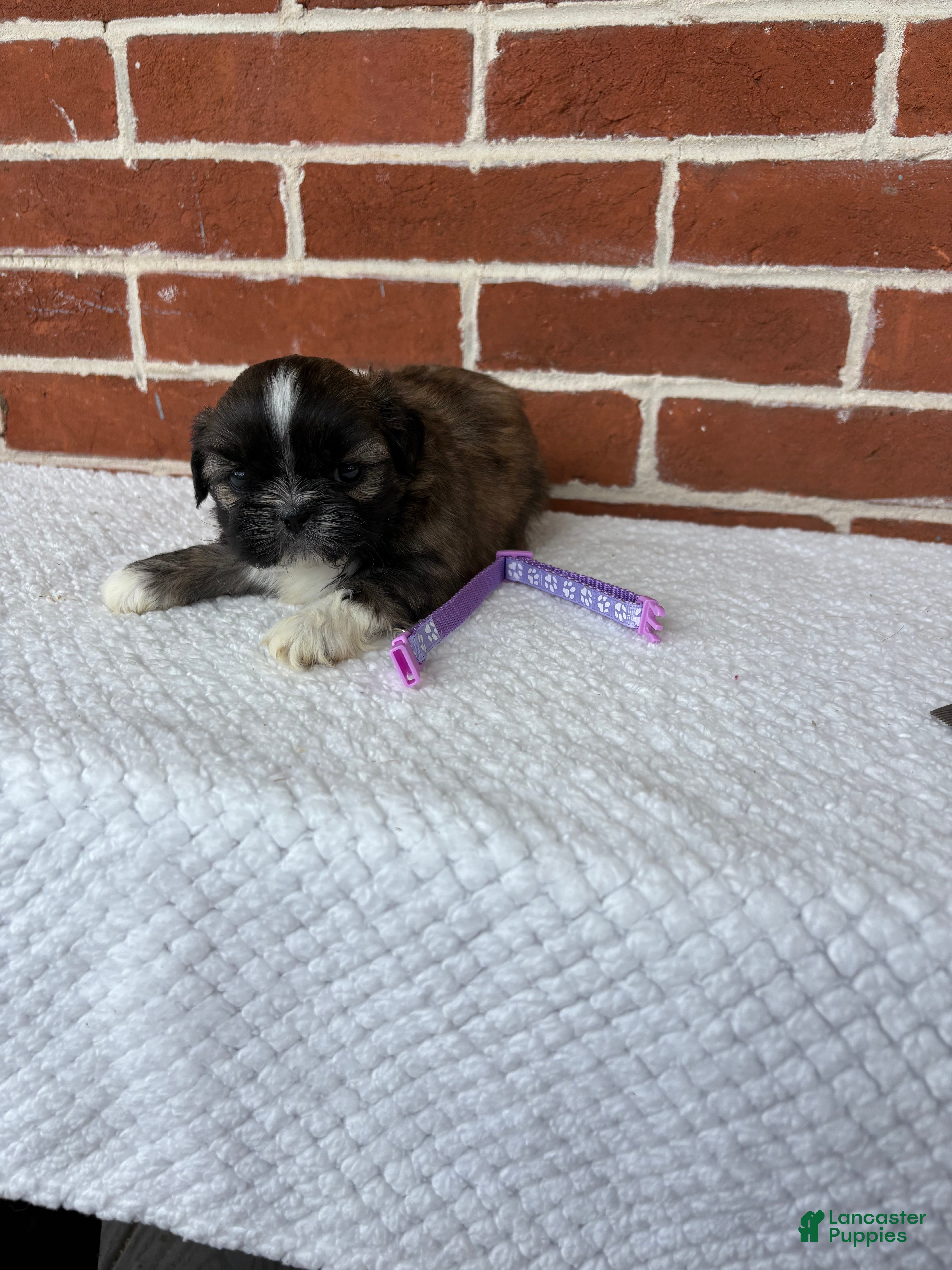 Shih Tzu dogs for sale: Lovey - Ad 5